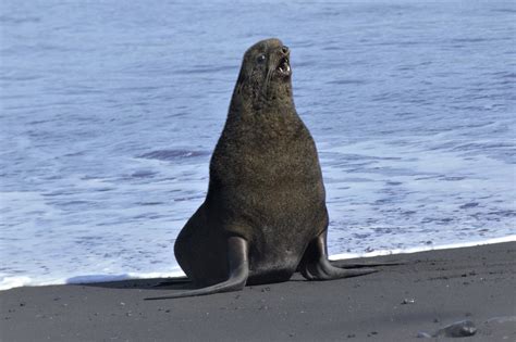 Home sweet volcano: Alaska fur seals thrive at unlikely spot