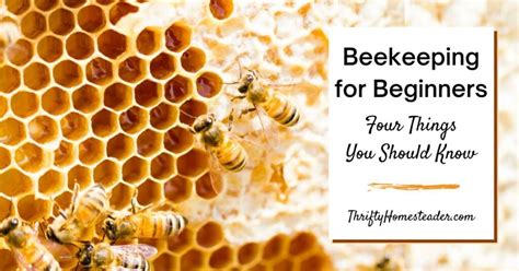 Beginner Beekeeping: 4 Things You Should Know About Honey Farming