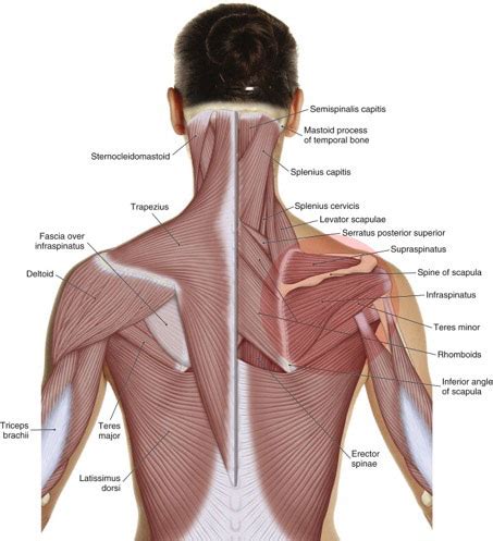 What are the causes of rotator cuff pathology?