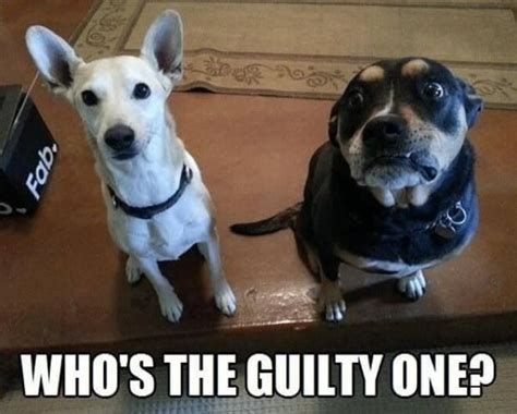 29 Adorable Guilty Dogs Who Always Get Away With Everything