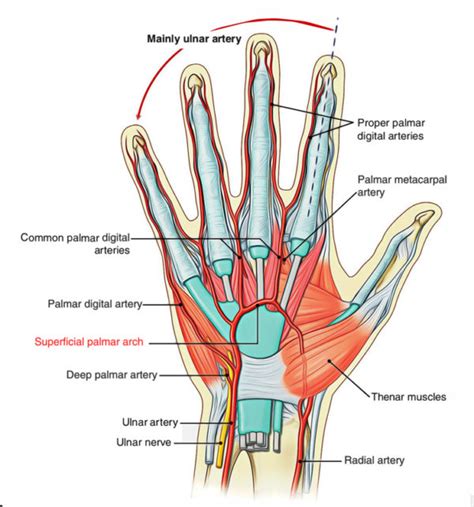 Superficial Palmar Arch – Earth's Lab