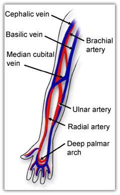 Diagram Of Veins In Arm For Phlebotomy