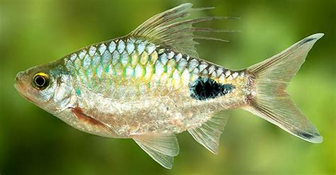 Sri Lanka identifies new genus of fresh-water fish - World - DAWN.COM