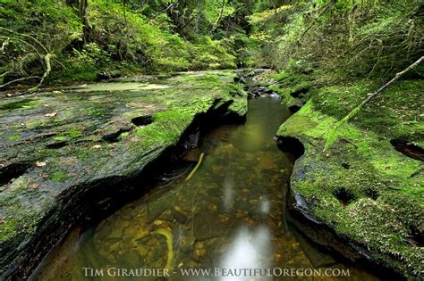 wasson-creek-siuslaw-national-forest-oregon-coast-range-photography 107 ...