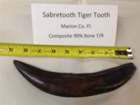 Saber Tooth Tiger Tooth Fossil - Fossils & Artifacts for Sale | Paleo ...