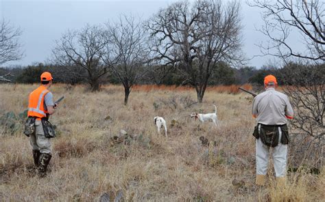 Quail Hunting - Guided Quail Hunts in Texas | Schmidt Double T Ranches