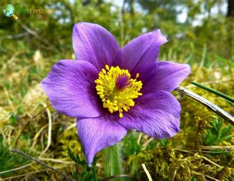 Pasque Flower | Pulsatilla vulgaris | BioExplorer.net