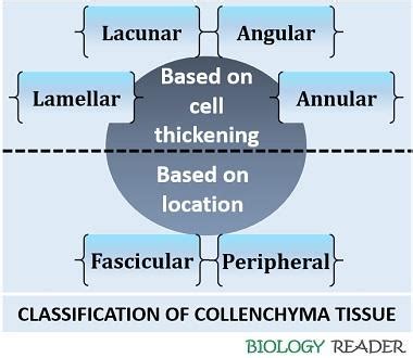 What is Collenchyma Tissue? Definition, Characteristics, Types ...