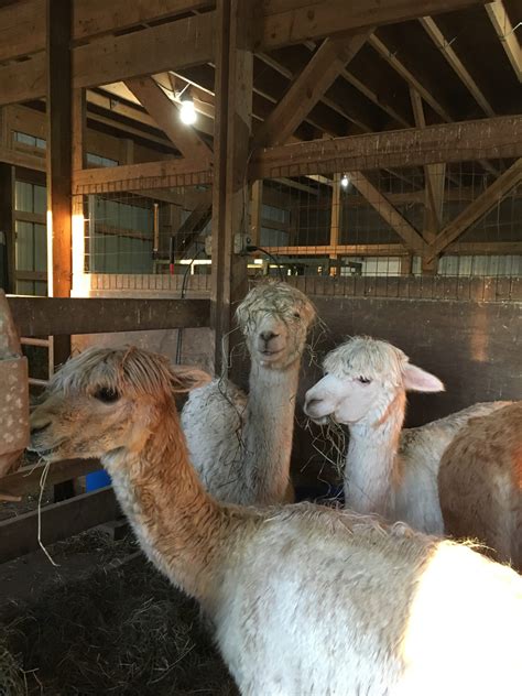 Alpaca Products - Bucks County Alpacas