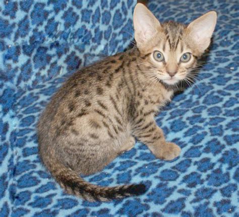 Ocicat Info, Personality, Kittens, Pictures