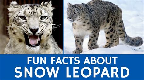 10 Facts About Snow Leopards