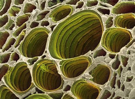 Xylem Plant Cells, Sem by Dr David Furness, Keele University | Microscopic photography, Plant ...