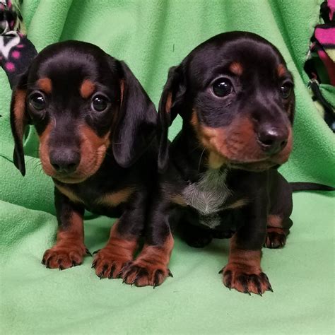 Dachshund Puppies For Sale | Indianapolis, IN #186081