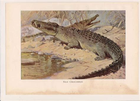 1916 CROCODILE Antique Print 7.5 X 11 INCHES #crocodile #reptile #aligator #swamp