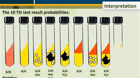 Triple Sugar Iron (TSI) Agar Test - YouTube