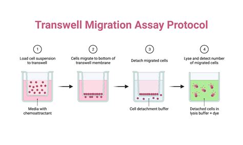 Transwell Migration Assay Protocol | BioRender Science Templates