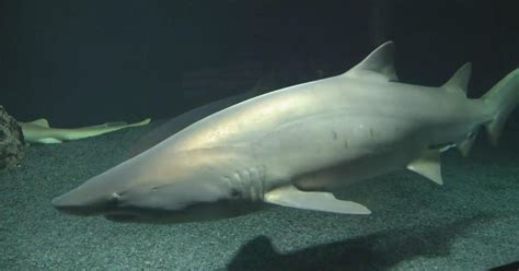 Where's Marty? Learning about sharks at the National Aquarium - CBS Baltimore