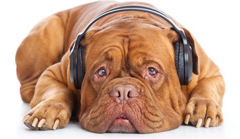 dog in headphones is listening to the music — RISMedia