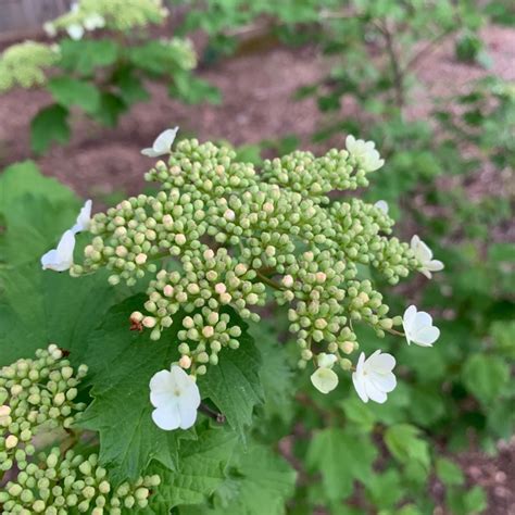 Plant Viburnum trilobum 'Wentworth' by Tracy Blevins in Videos | Plants Map