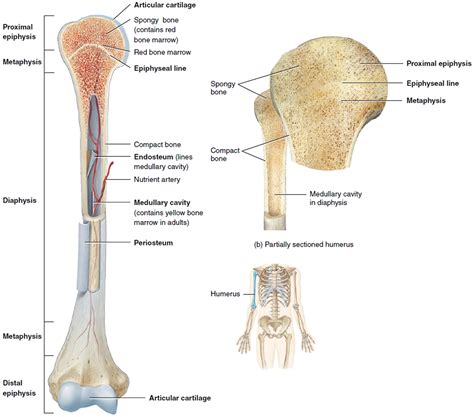 Avascular Necrosis - Causes, Symptoms, Prevention & Treatment