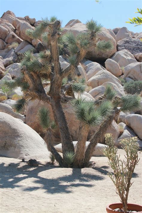 Joshua Tree | Joshua tree, Cactus plants, Nature