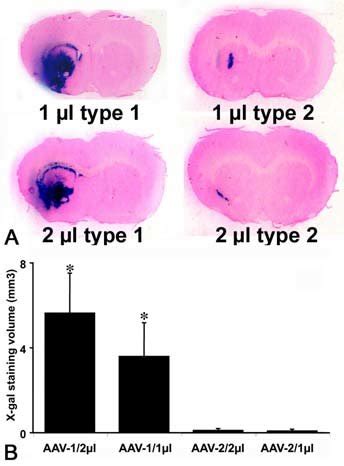 Distribution of X-gal positive staining following AAV-lacZ... | Download Scientific Diagram