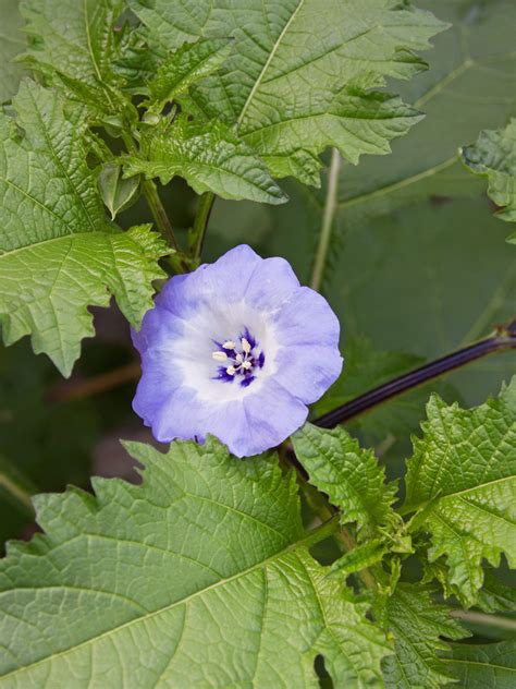 Nicandra Physaloides (Shoo-Fly Plant) large potful - Enchanted Gardens Kent