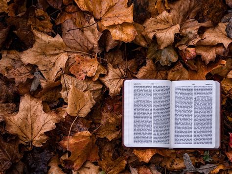 1920x1080px | free download | HD wallpaper: open book on dry leaves, leaf, autumn, bible, fall ...