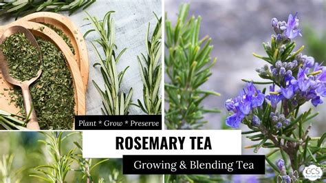Rosemary Bush Care and DIY Rosemary Tea