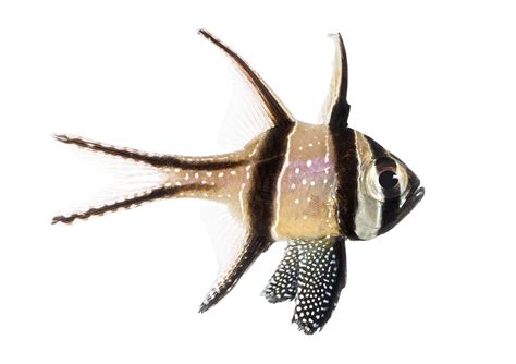 Cardinalfish - Hobbyist & Retailers | Piscine Energetics