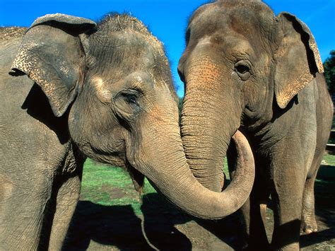 Indian Elephants High Quality Wallpapers Free Download - Wallpapers Photosz