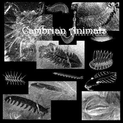 Fossils of the Cambrian Explosion