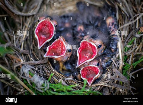 Baby Birds Being Fed