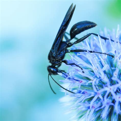 What Is A Great Black Wasp? | Here's 10 Facts! | BeesWiki