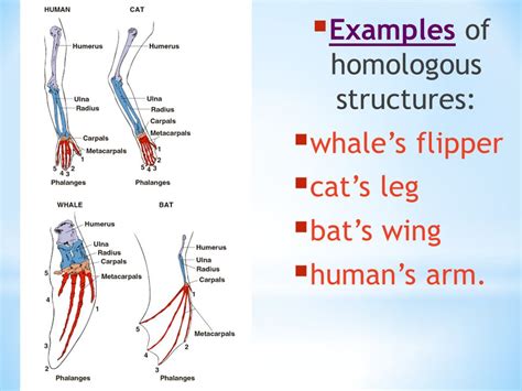 Homologous & Analogous Structures - ppt video online download