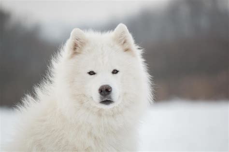 Premium Photo | Samoyed dog in the snow