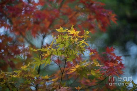 Colors of Autumn in the Arboretum Photograph by Mike Reid | Fine Art ...