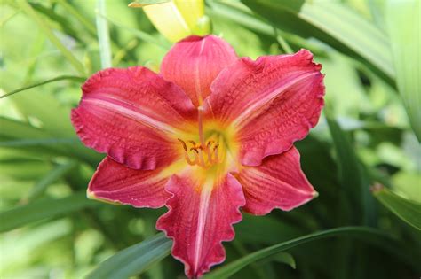 Daylily Red Flowering - Free photo on Pixabay - Pixabay