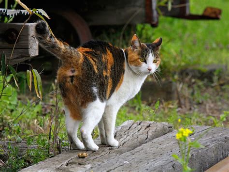 Calico Cat Facts with Pictures