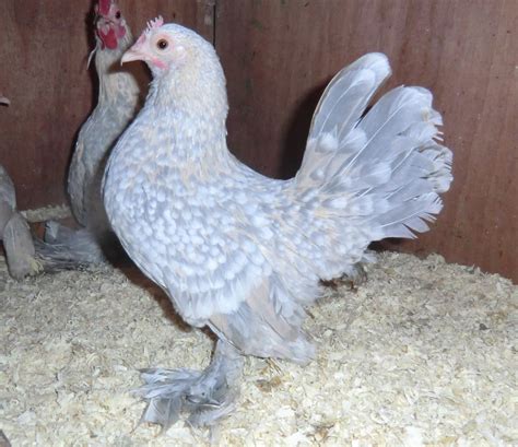 Booted Bantam For Sale | Chickens | Breed Information | Omlet