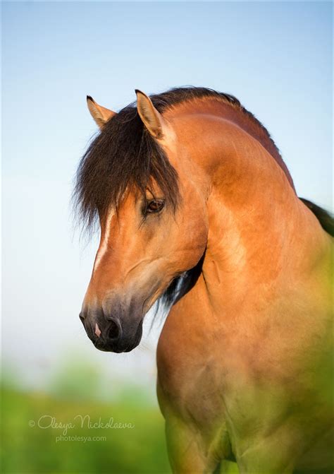 portrait portrait | Beautiful horses, Horses, Pretty horses