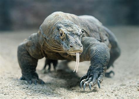 Are Komodo Dragons Venomous? - Poisonous Lizards