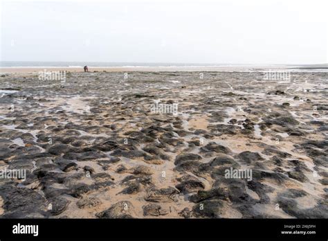 Prehistoric North Sea European petrified forest of Doggerland, at Redcar, North Yorkshire, UK ...