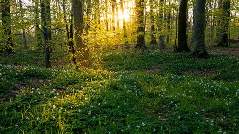 Bing image: Beech trees and anemone wildflowers, Jutland, Denmark - Bing Wallpaper Gallery