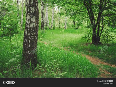 Birch Tree Grow On Image & Photo (Free Trial) | Bigstock