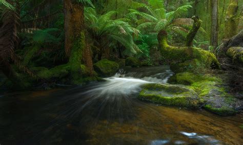 Download Creek Tasmania Rainforest Australia Greenery Stream Fern ...