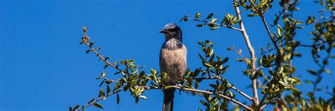 Florida scrub-jay | Florida Hikes