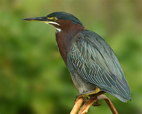 save the animals and birds: Green Heron