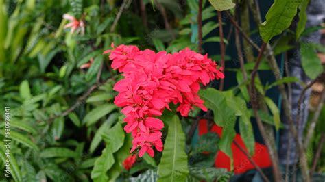 Warszewiczia coccinea or chaconia, wild poinsettia and pride of Trinidad and Tobago is a species ...