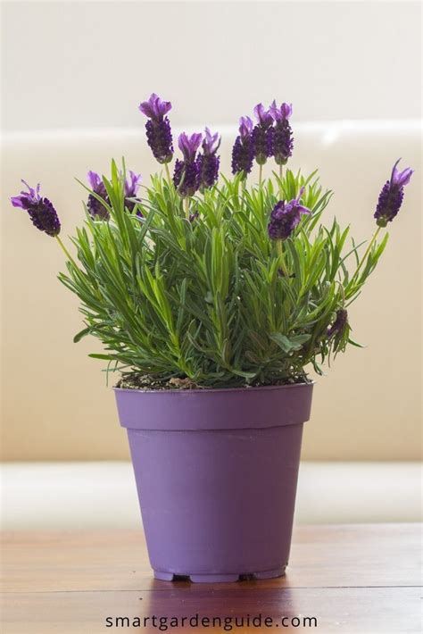 How To Care For Lavender Indoors - 9 Essential Tips - Smart Garden ...